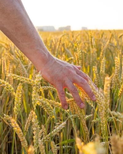 food security
