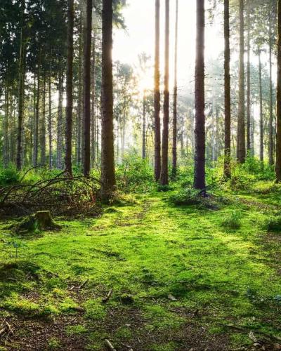 forest ecoystem